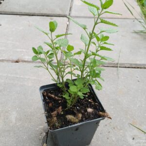 Kattekruid (paars) - Nepeta x faassenii - Afbeelding 2