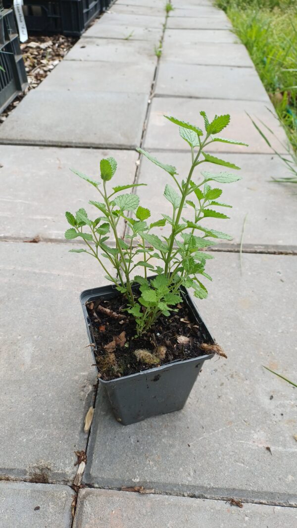 Kattekruid (paars) - Nepeta x faassenii
