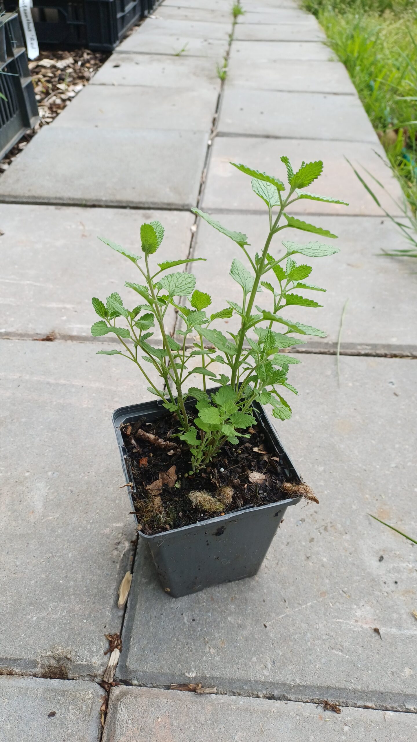 Kattekruid (paars) - Nepeta x faassenii - Afbeelding 2