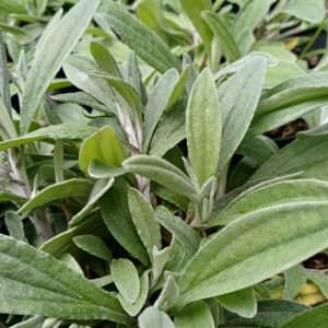 Siberisch edelweiss - Anaphalis triplinervis