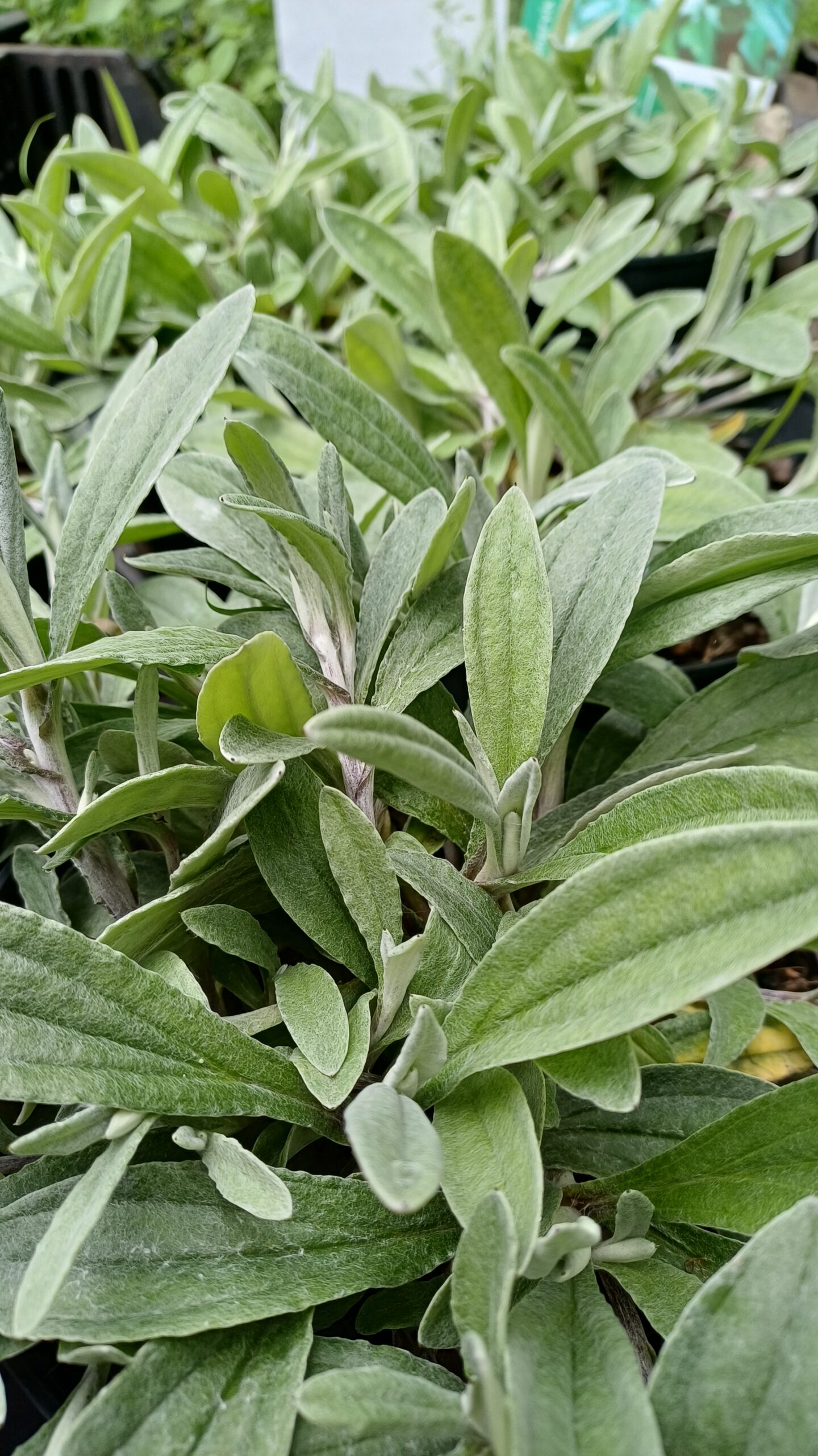 Siberisch edelweiss - Anaphalis triplinervis - Afbeelding 1