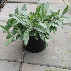 Siberisch edelweiss - Anaphalis triplinervis - Afbeelding 2