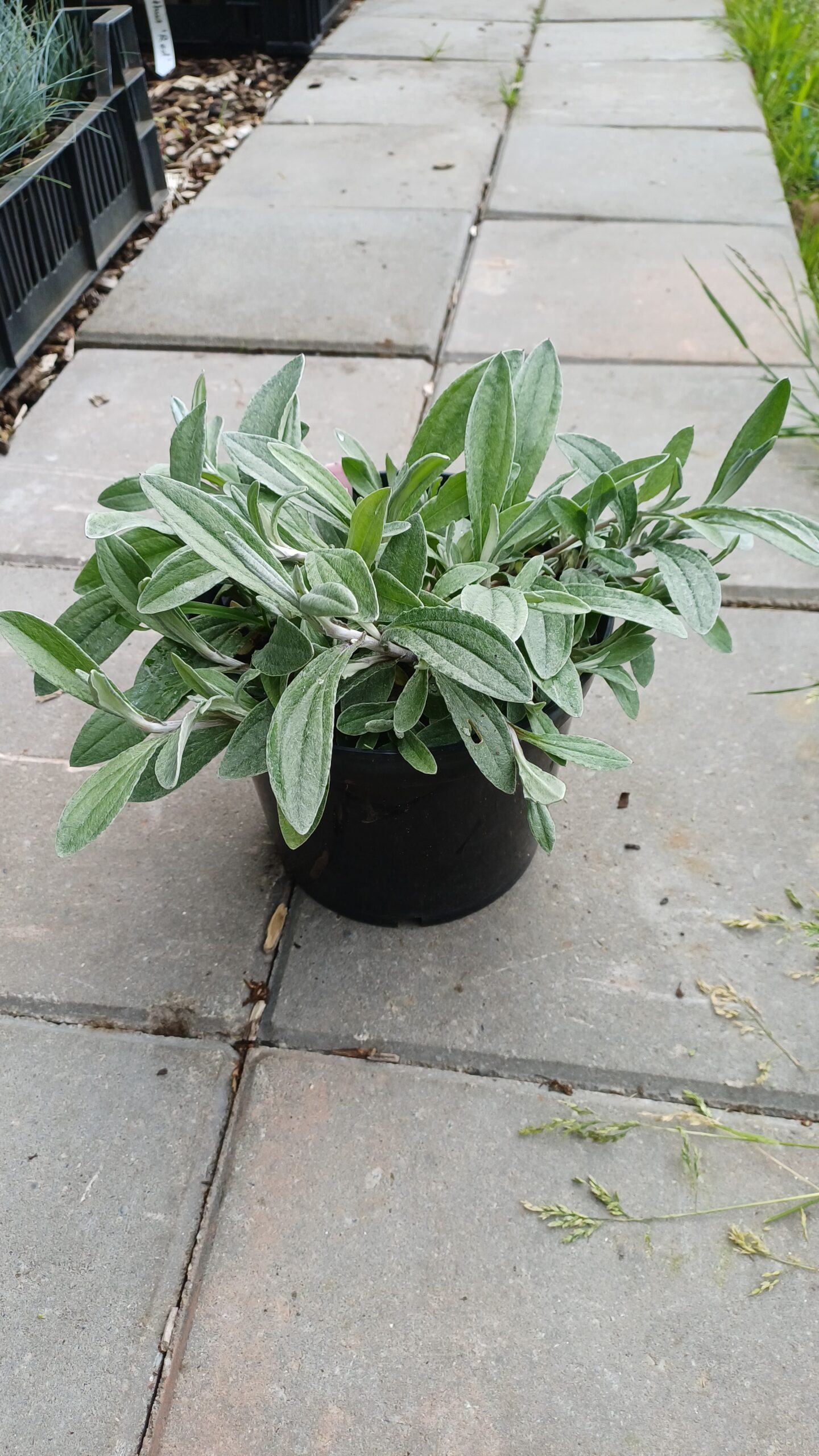 Siberisch edelweiss - Anaphalis triplinervis - Afbeelding 2