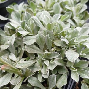 Rozenkransje - Antennaria dioica - Afbeelding 2