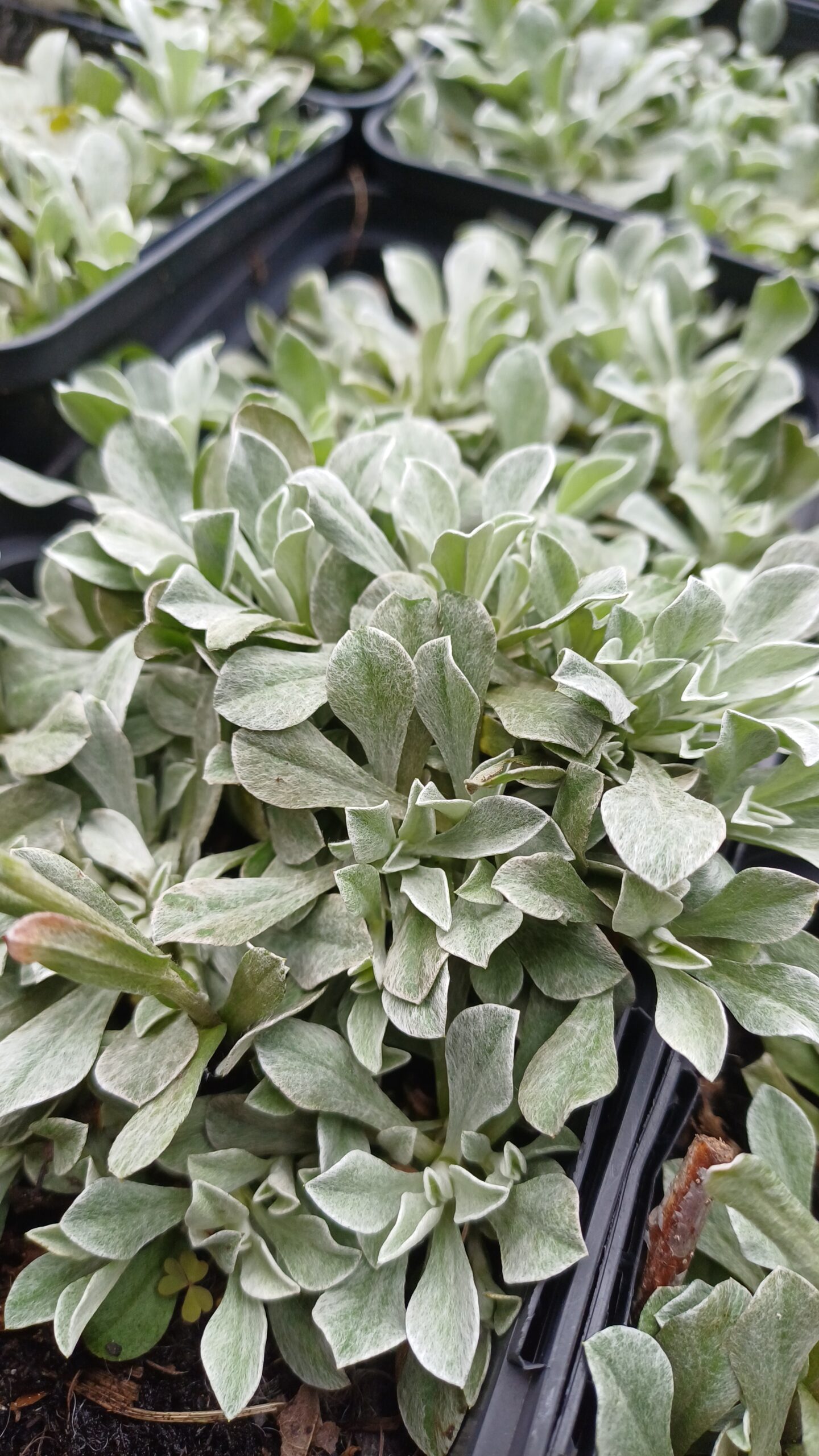 Rozenkransje - Antennaria dioica - Afbeelding 2