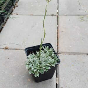 Rozenkransje - Antennaria dioica - Afbeelding 3