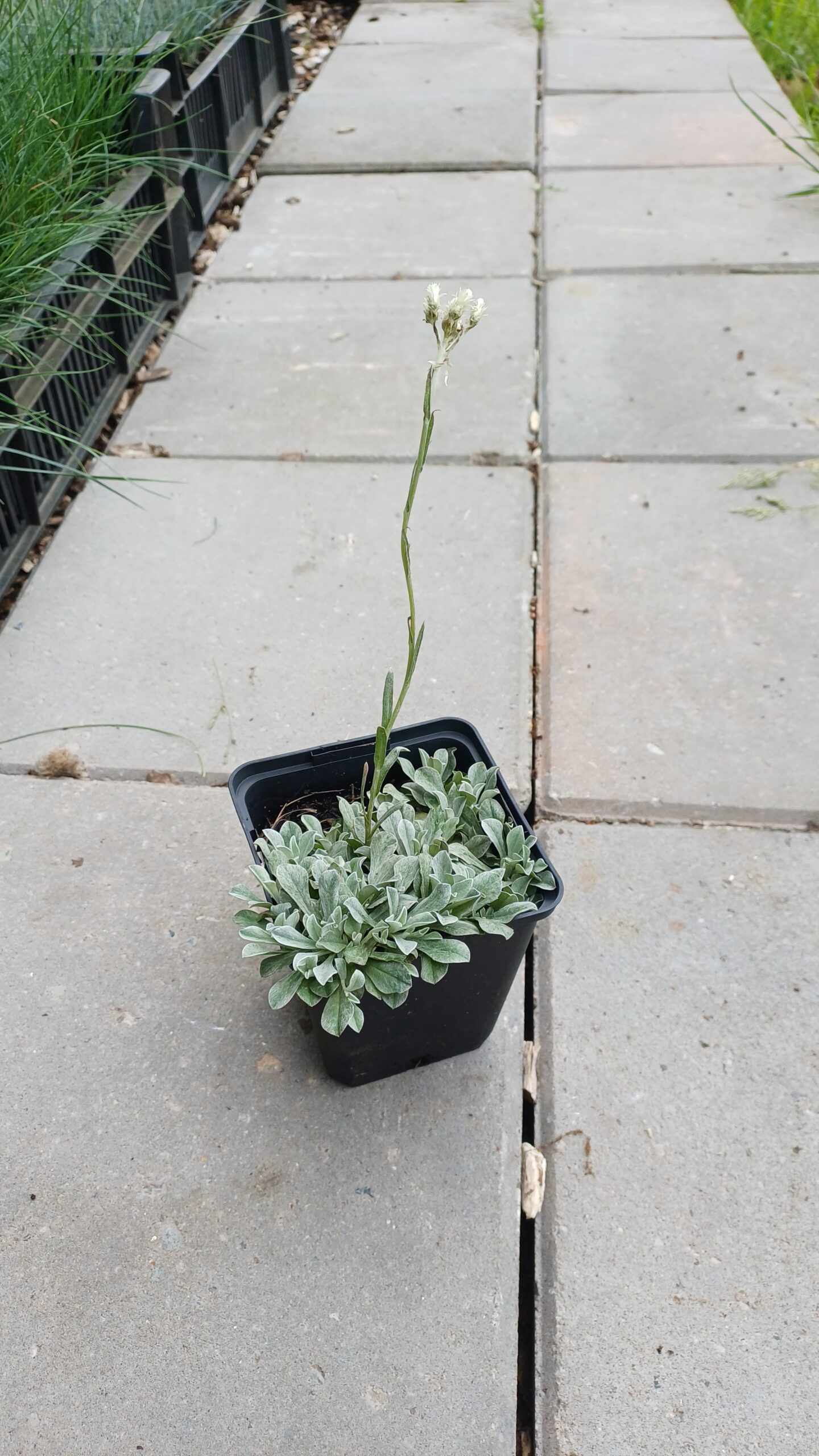 Rozenkransje - Antennaria dioica - Afbeelding 3
