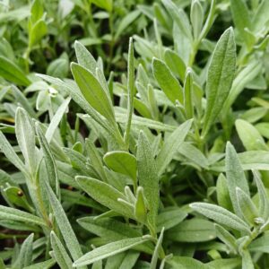 Viltige hoornbloem - Cerastium tomentosum - Afbeelding 2