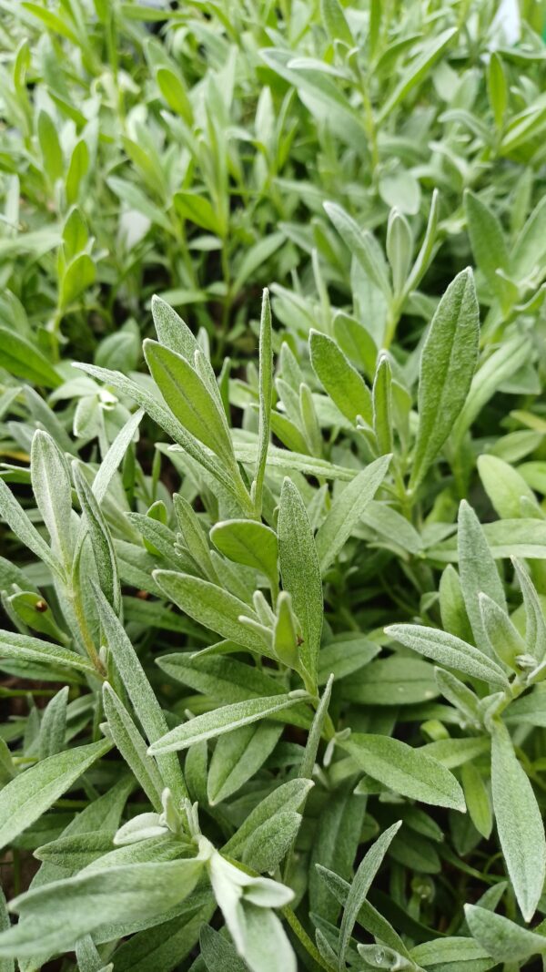 Viltige hoornbloem - Cerastium tomentosum