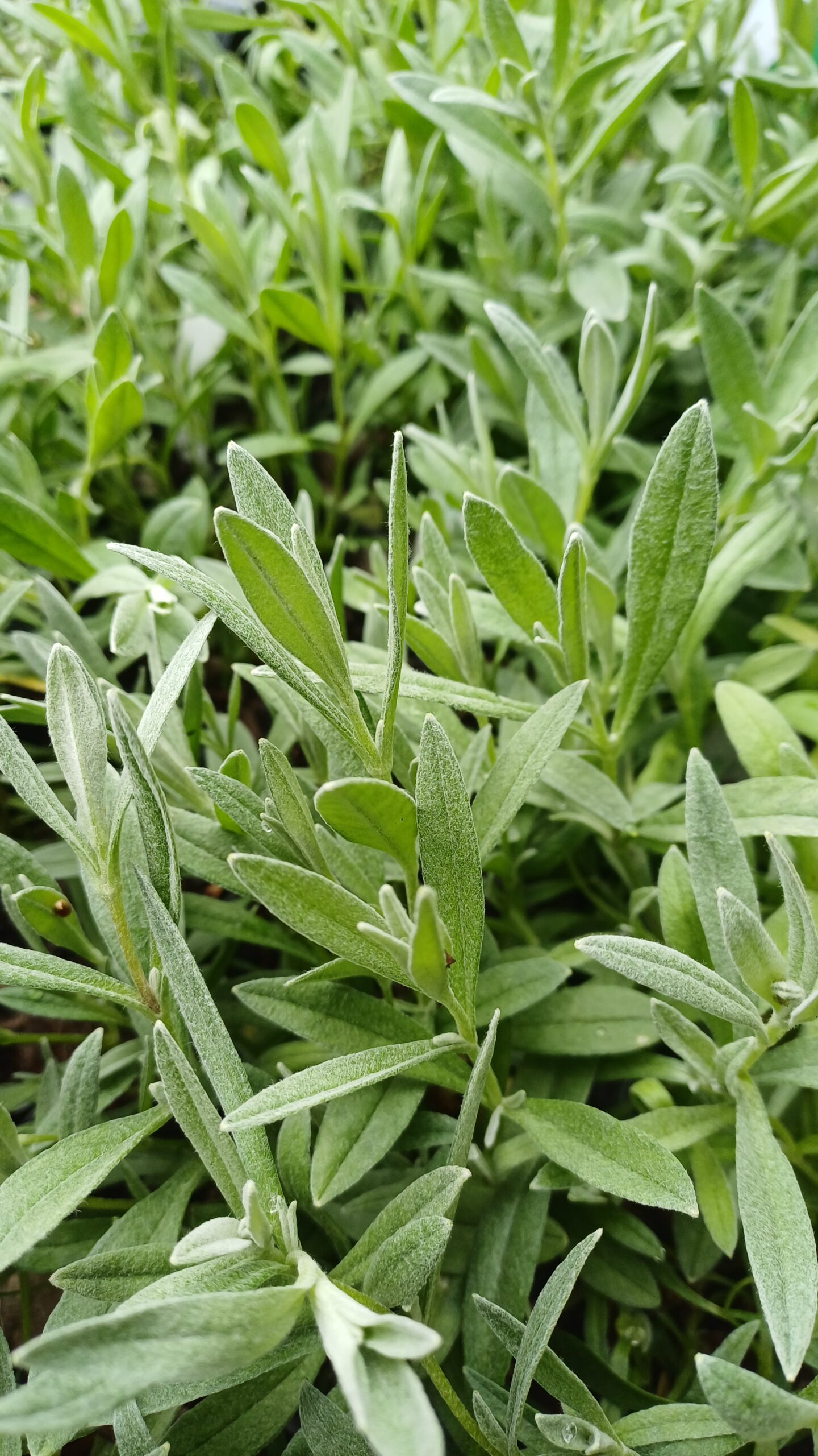 Viltige hoornbloem - Cerastium tomentosum - Afbeelding 2