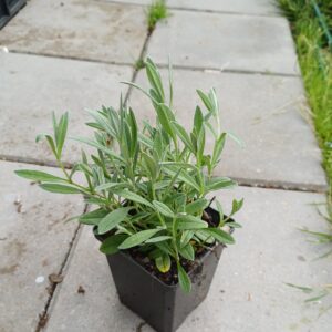 Viltige hoornbloem - Cerastium tomentosum - Afbeelding 3
