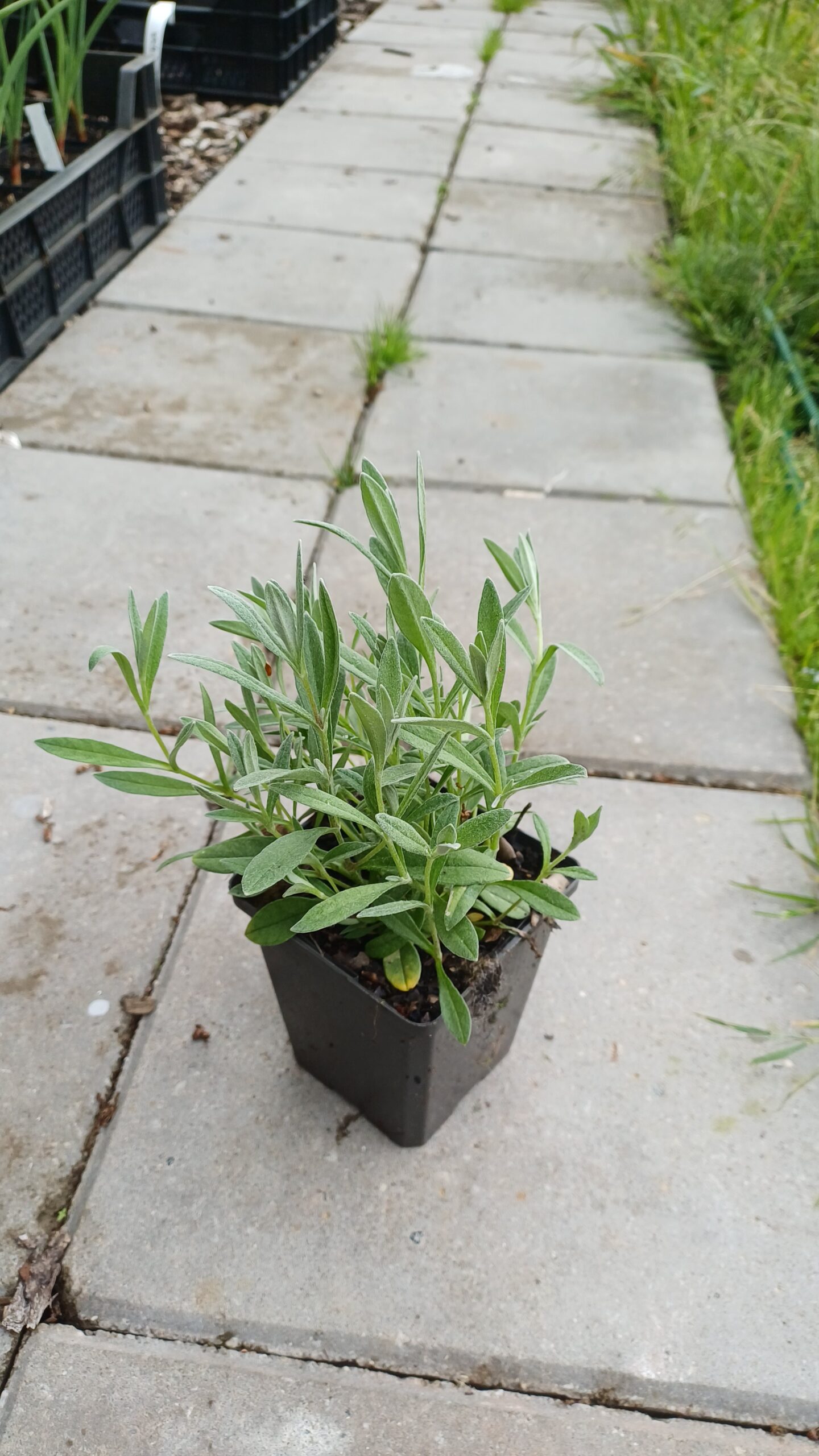 Viltige hoornbloem - Cerastium tomentosum - Afbeelding 3