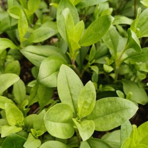 Muurzeepkruid - Sapponaria ocymoides