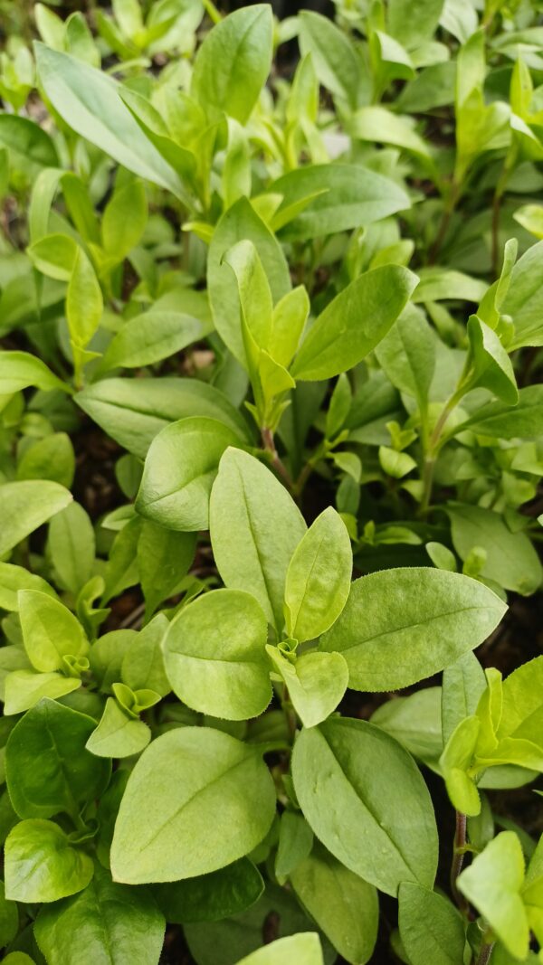 Muurzeepkruid - Sapponaria ocymoides