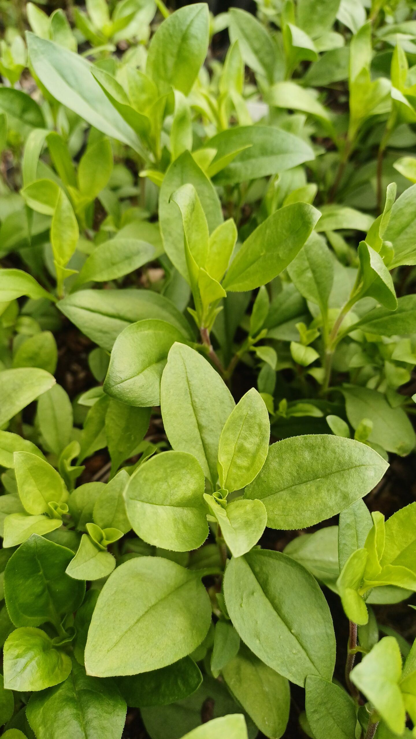 Muurzeepkruid - Sapponaria ocymoides - Afbeelding 1