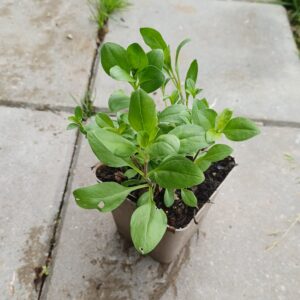 Muurzeepkruid - Sapponaria ocymoides - Afbeelding 2