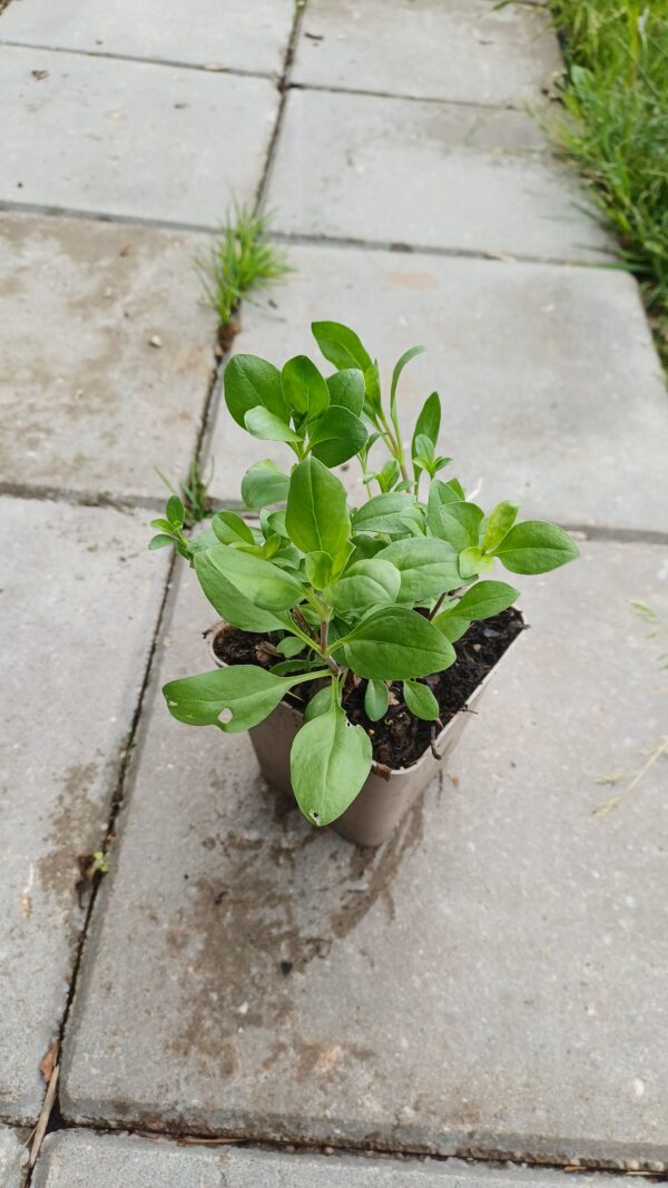 Muurzeepkruid - Sapponaria ocymoides