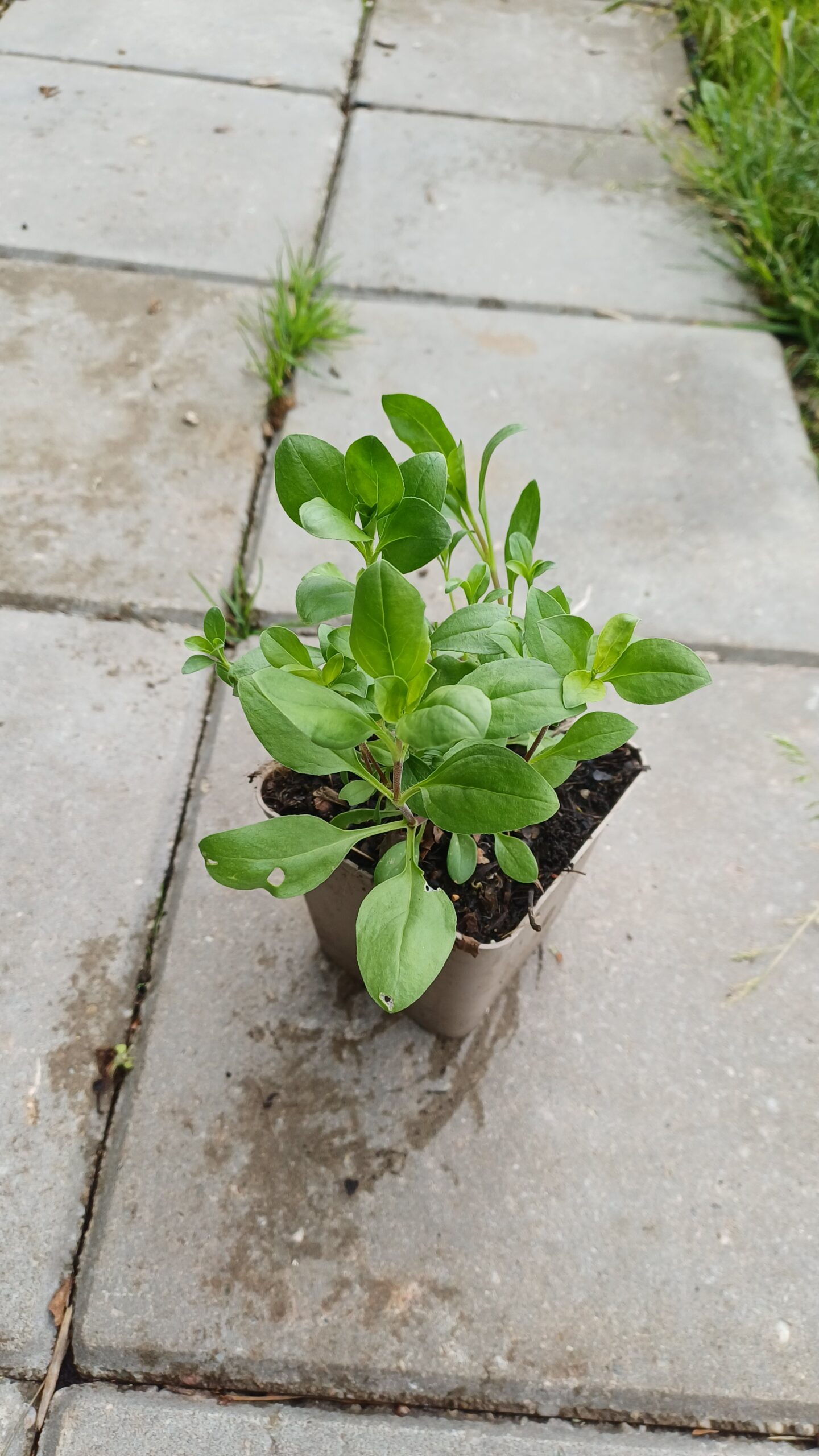 Muurzeepkruid - Sapponaria ocymoides - Afbeelding 2