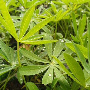 Lupine (geel) - Lupinus 'Chandelier'