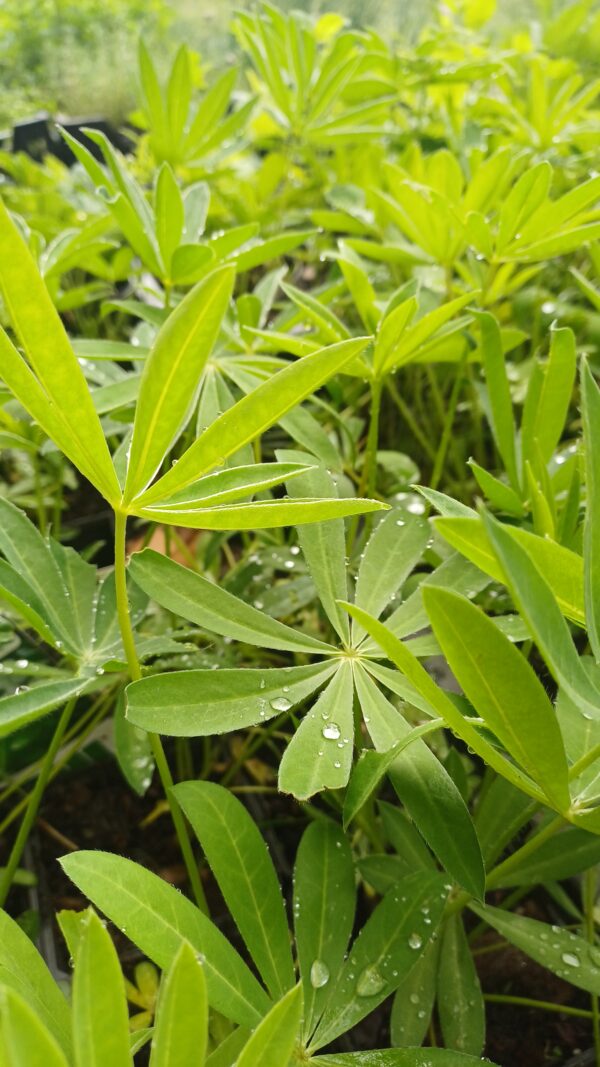 Lupine (geel) - Lupinus 'Chandelier'