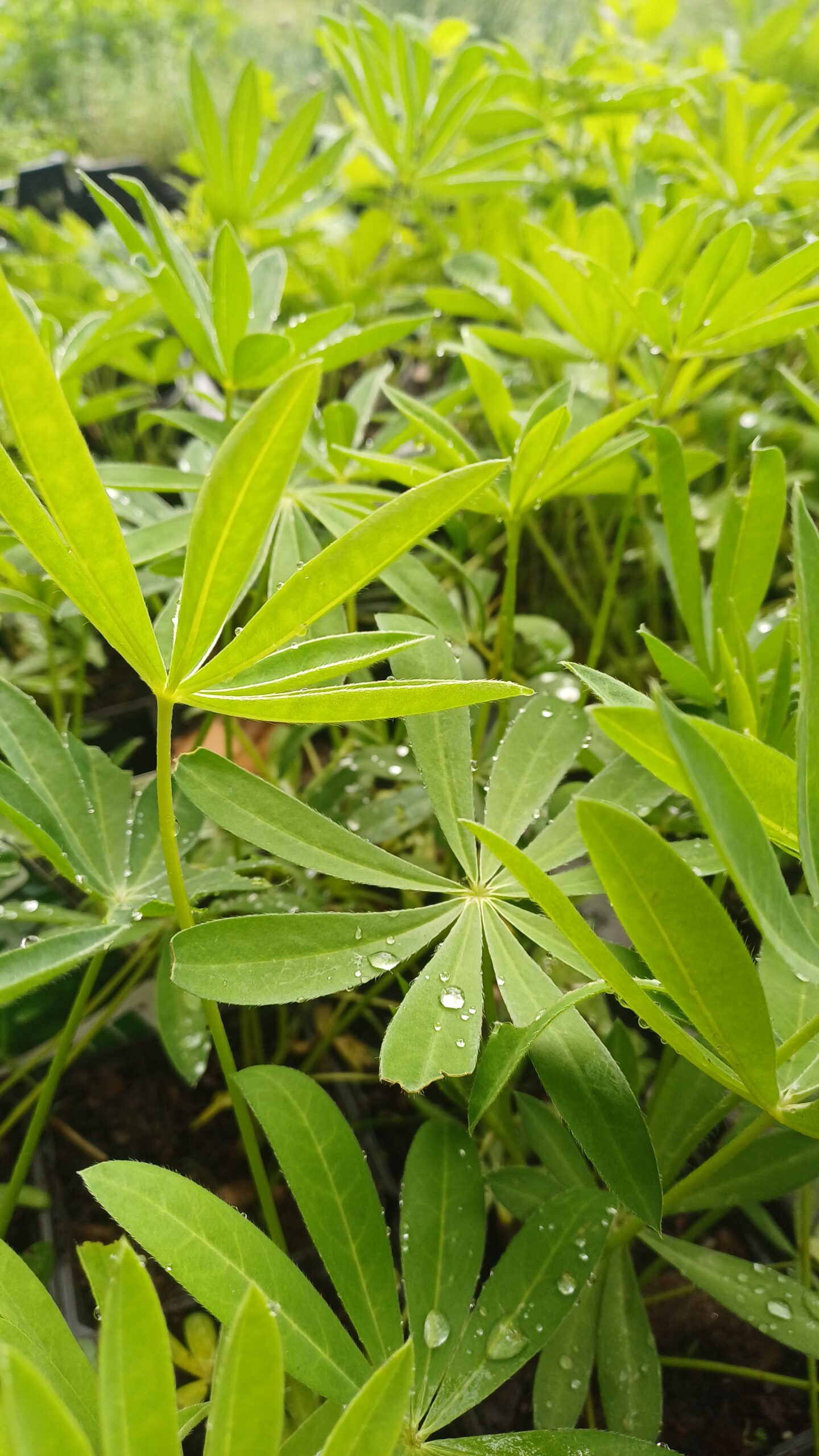 Lupine (geel) - Lupinus 