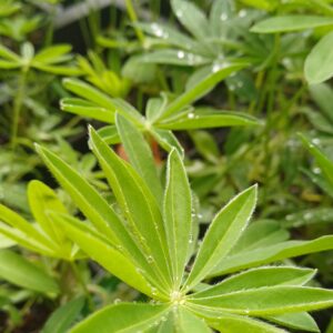 Lupine (wit) - Lupinus 'Noble Maiden'