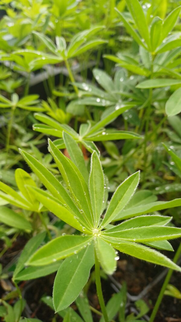 Lupine (wit) - Lupinus 'Noble Maiden'
