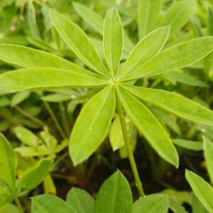 Lupine (roze) - Lupinus 'The Pages'