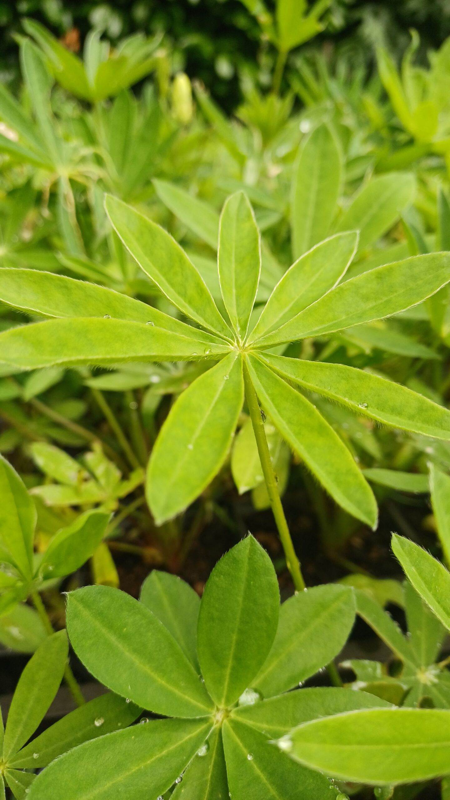 Lupine (roze) - Lupinus 