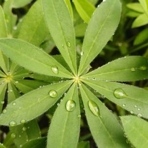 Lupine (paars-wit) - Lupinus 'The Governor'