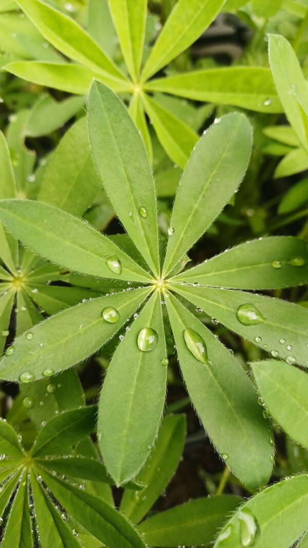 Lupine (paars-wit) - Lupinus 'The Governor'