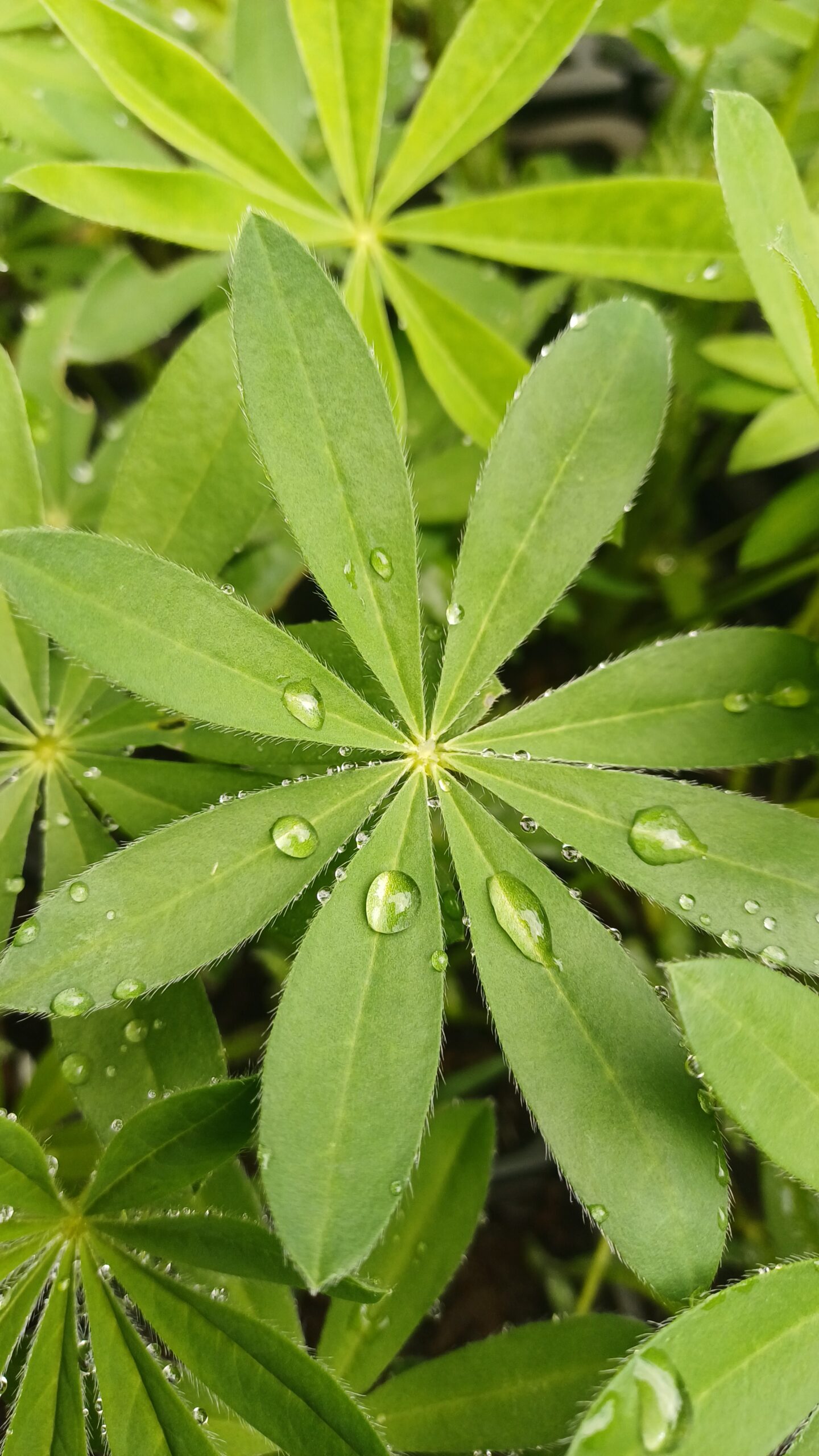 Lupine (paars-wit) - Lupinus 