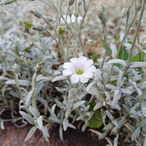 Viltige hoornbloem - Cerastium tomentosum