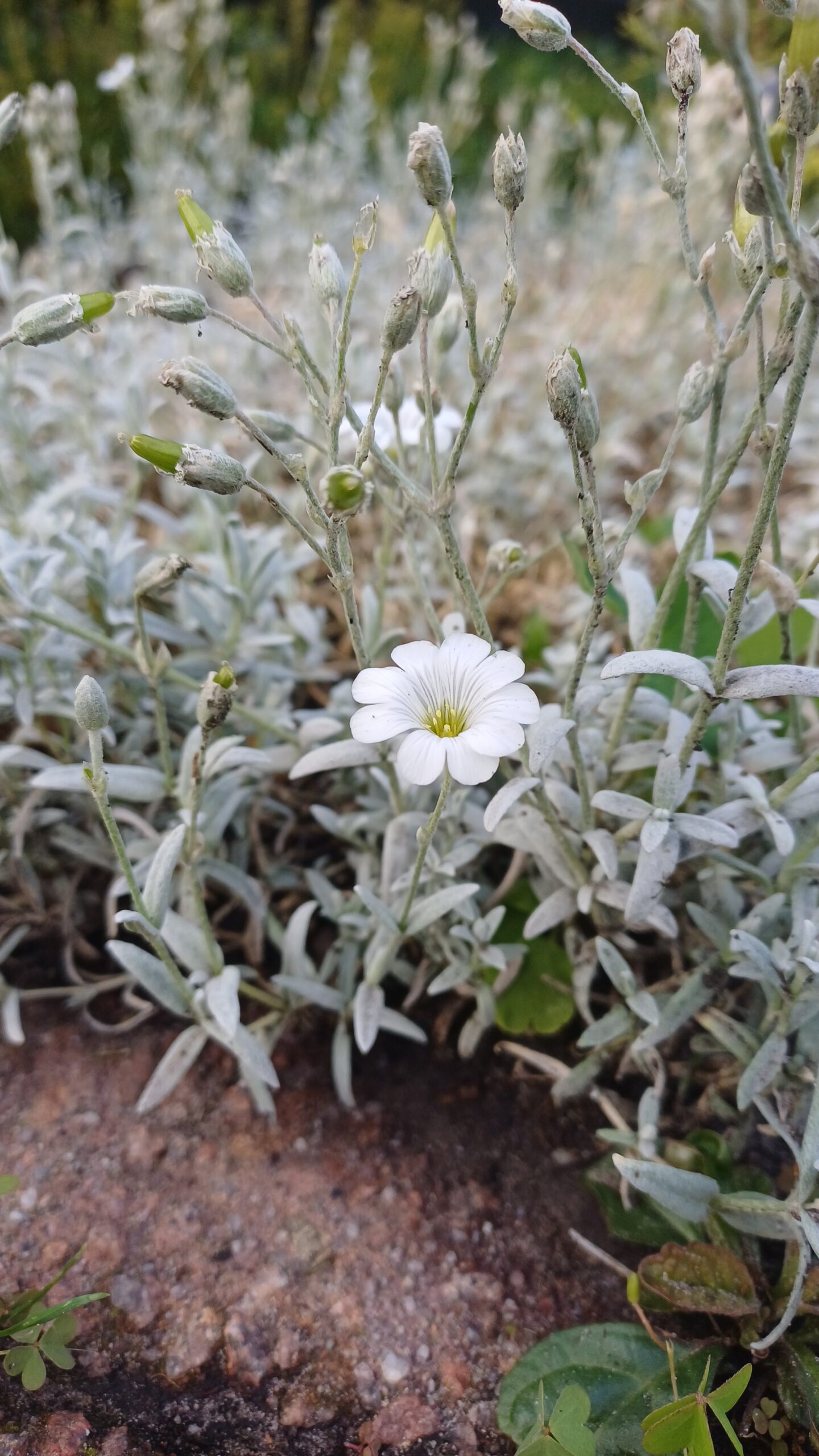 Viltige hoornbloem - Cerastium tomentosum - Afbeelding 1