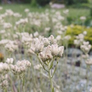 Rozenkransje - Antennaria dioica