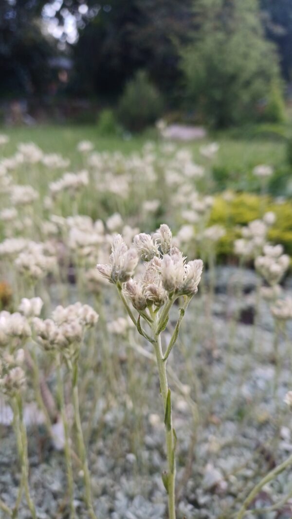 Rozenkransje - Antennaria dioica