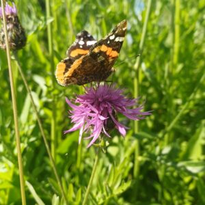 Knoopkruid - Centaurea jacea