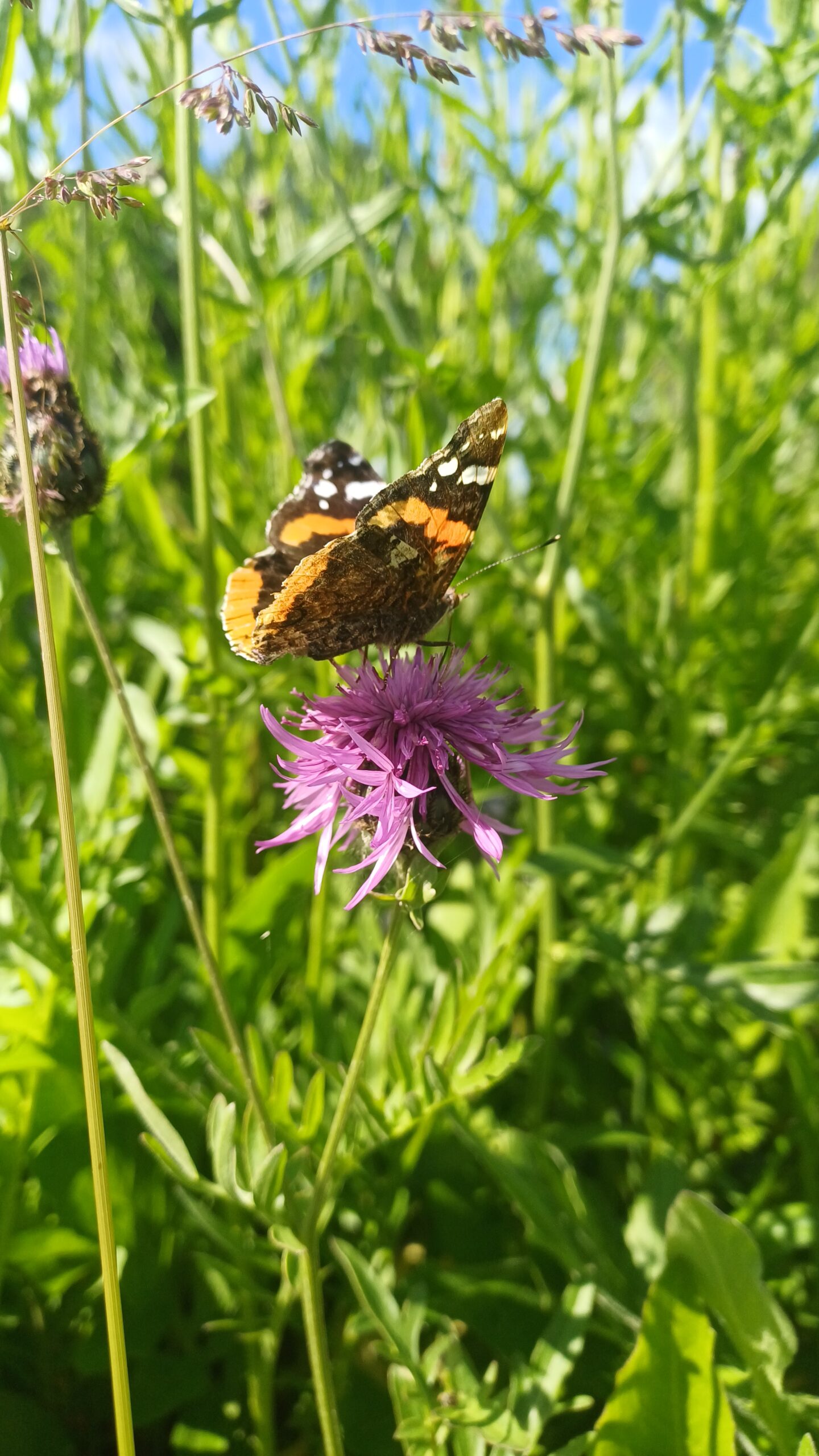 Knoopkruid - Centaurea jacea - Afbeelding 1