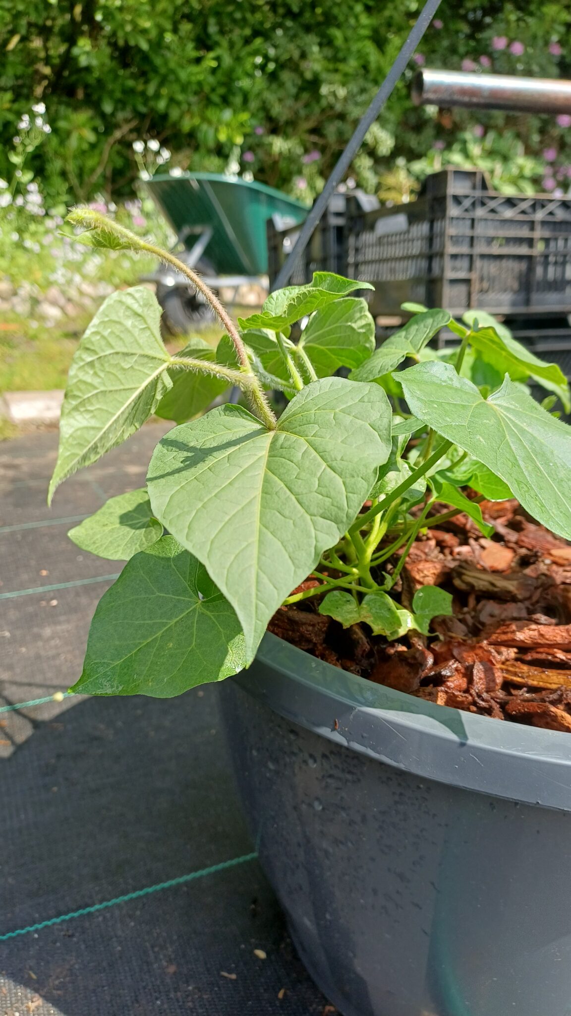 Eenjarig Plantgoed