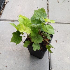 Schuimbloem - Tiarella cordifolia - Afbeelding 2