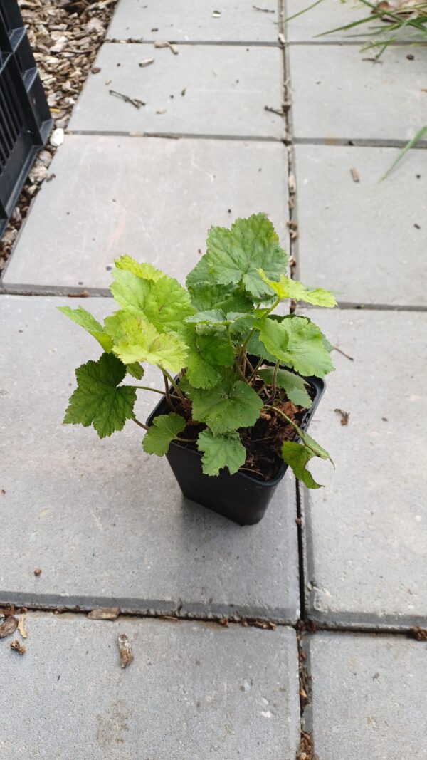 Schuimbloem - Tiarella cordifolia
