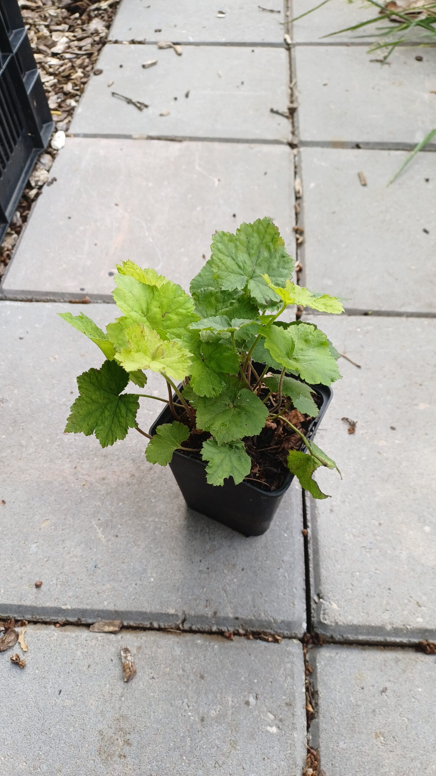 Schuimbloem - Tiarella cordifolia - Afbeelding 2