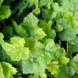 Schuimbloem - Tiarella cordifolia
