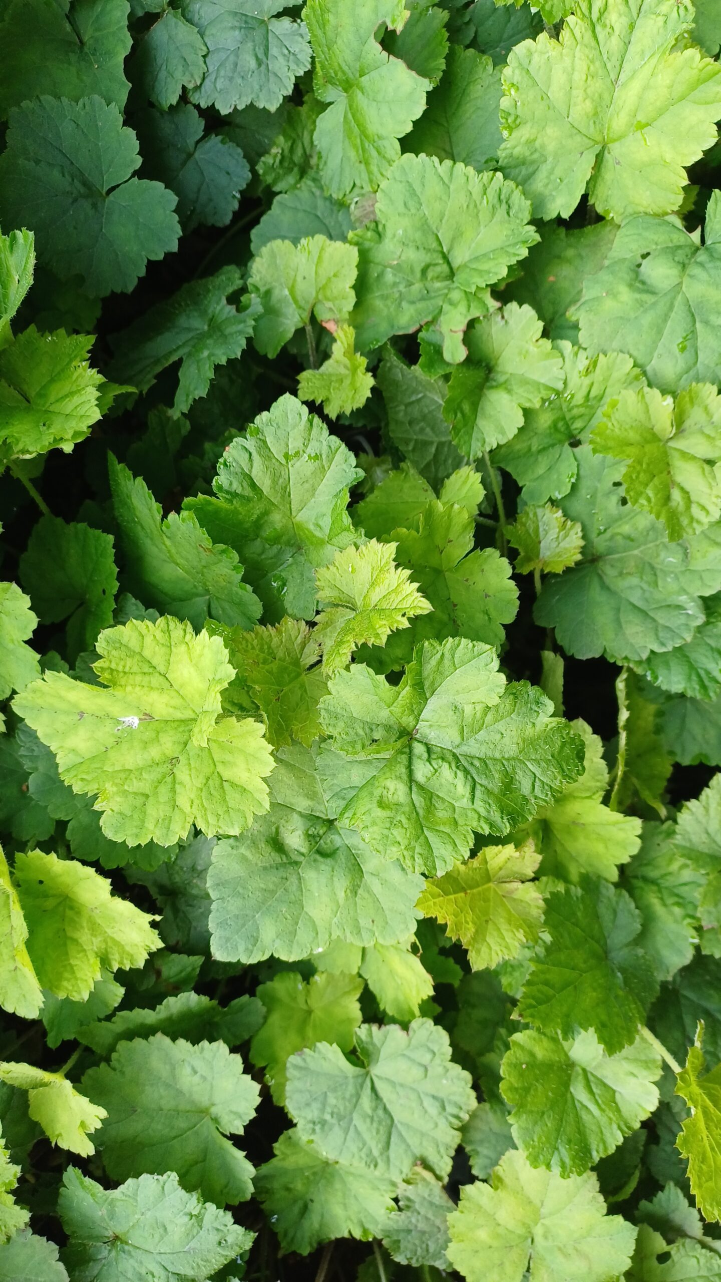Schuimbloem - Tiarella cordifolia - Afbeelding 1