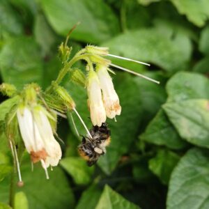 Kruipende smeerwortel - Symphytum grandiflorum