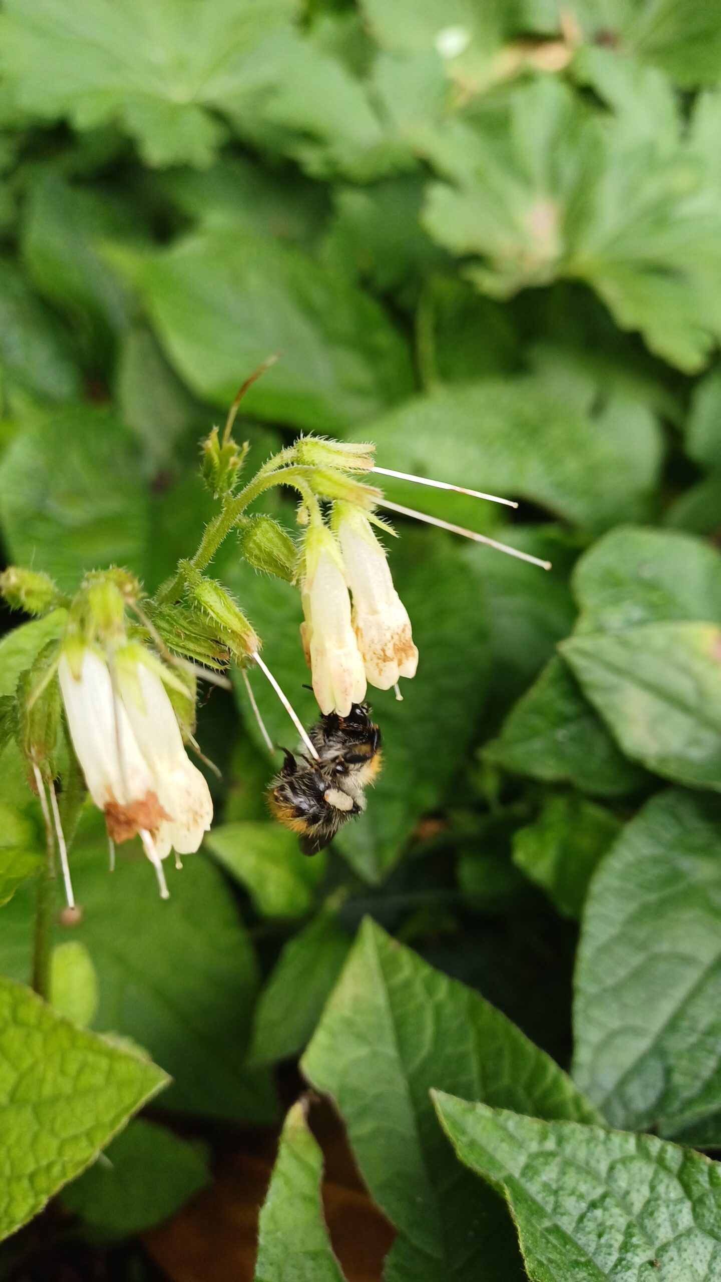 Kruipende smeerwortel - Symphytum grandiflorum - Afbeelding 1