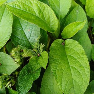 Kruipende smeerwortel - Symphytum grandiflorum - Afbeelding 2