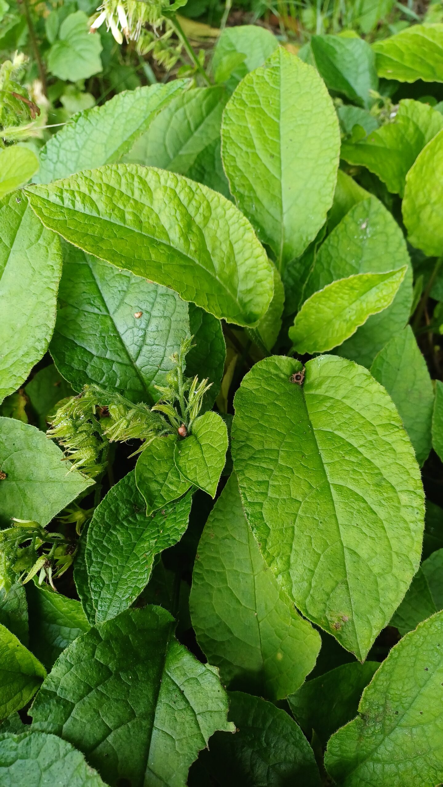 Kruipende smeerwortel - Symphytum grandiflorum - Afbeelding 2