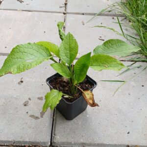 Kruipende smeerwortel - Symphytum grandiflorum - Afbeelding 3
