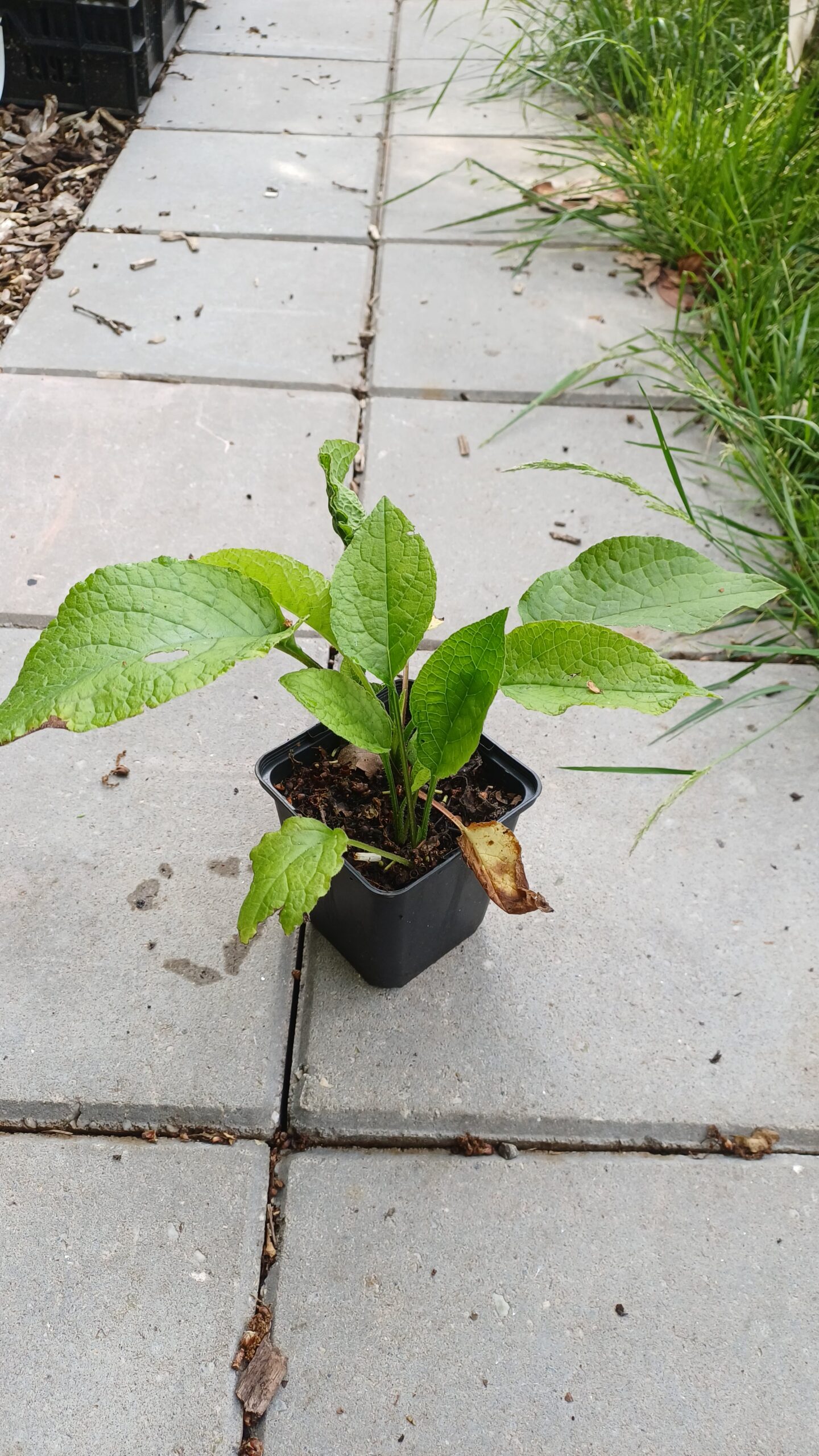 Kruipende smeerwortel - Symphytum grandiflorum - Afbeelding 3